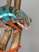 Load image into Gallery viewer, AMILOBE Panther Chameleon: (J1)
