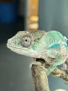 AMBILOBE Panther Chameleon: (E36)