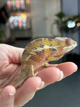 Load image into Gallery viewer, AMBILOBE panther chameleon: Flash x Opal (R13)
