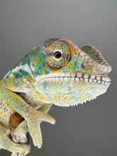 Load image into Gallery viewer, AMBILOBE Panther Chameleon: (E6)
