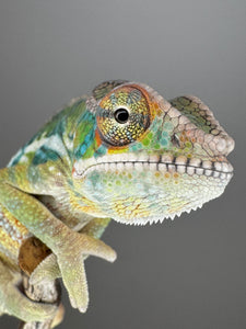 AMBILOBE Panther Chameleon: (E6)