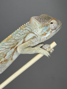 AMBANJA  FEMALE Panther Chameleon: 🚺 (R1)