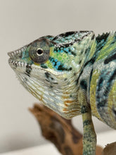 Load image into Gallery viewer, AMBILOBE Panther Chameleon: (E5)
