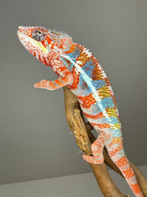 Load image into Gallery viewer, AMBILOBE Male Panther Chameleon: (J3)
