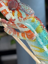 Load image into Gallery viewer, AMBILOBE Panther Chameleon: (C1)
