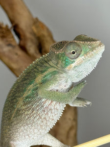 AMBILOBE Panther Chameleon male:(E15)