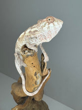 Load image into Gallery viewer, Sambava FEMALE Panther Chameleon: Marley x Mabel 🚺 (R18)
