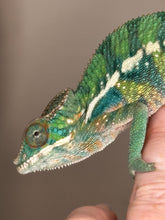 Load image into Gallery viewer, Juvenile male Ambilobe panther chameleon with Rainbow Skittles-like colors of red, green and blue
