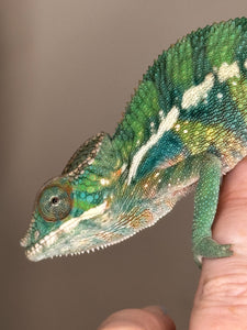 Juvenile male Ambilobe panther chameleon with Rainbow Skittles-like colors of red, green and blue