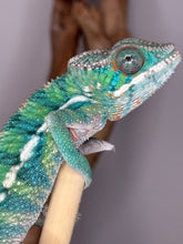 Load image into Gallery viewer, Ambilobe male panther chameleon showcasing Aslan&#39;s vibrance and Flash&#39;s sweet legacy
