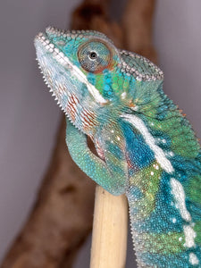 Exclusive FramsChams Ambilobe panther chameleon with legendary bloodlines.
