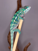 Load image into Gallery viewer, Captive-brd Ambilobe panther chameleon juvenile from proven breeder pairing Aslan x Flash
