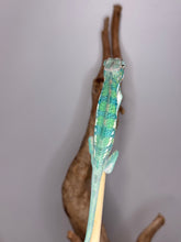 Load image into Gallery viewer, Ambilobe panther chameleon from Aslan x Flash bloodline withexceptional genetics
