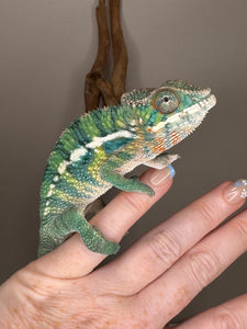 Juvenile male Ambilobe Panther chameleon from Aslan x Flash showing a rainbow of color. Captive bred at FramsChams