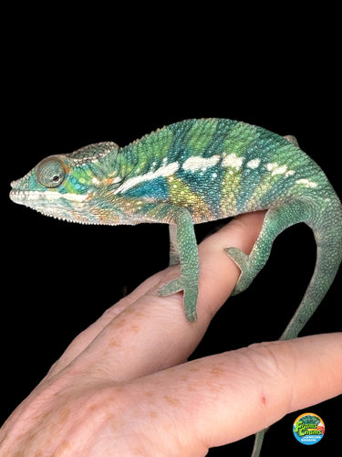 Juvenile Ambilobe panther chameleon with killer blues and strong contrast available at FramsChams
