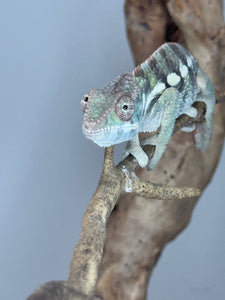 SAMBAVA Panther Chameleon: (E23)