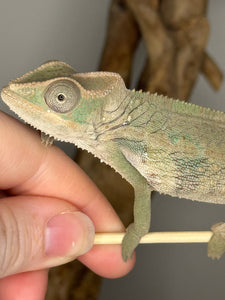 Ambilobe Male Panther Chameleon: Flash x Opal (E12)