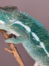 Load image into Gallery viewer, SURPRISE! Panther Chameleon: (E24)
