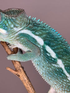 SURPRISE! Panther Chameleon: (E24)