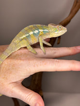 Load image into Gallery viewer, AMBILOBE Panther Chameleon: (E16)
