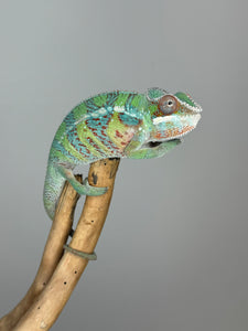 AMBILOBE Male Panther Chameleon: (E5)