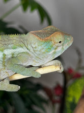 Load image into Gallery viewer, AMBANJA FEMALE Panther Chameleon: Neon Nights x Tango (S20)
