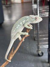 Load image into Gallery viewer, AMBILOBE FEMALE Panther Chameleon: 🚺 (E30)
