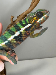 AMILOBE Panther Chameleon: (E16)