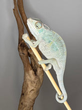 Load image into Gallery viewer, NOSY BE Panther Chameleon male:(E27)
