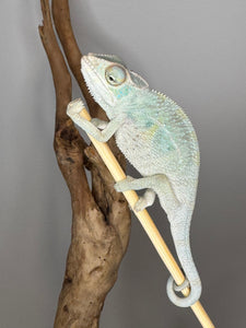 NOSY BE Panther Chameleon male:(E27)