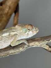 Load image into Gallery viewer, AMBILOBE FEMALE Panther Chameleon: 🚺 (Q12)
