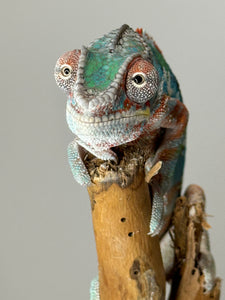 AMBILOBE Panther Chameleon male: (E33)