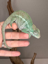 Load image into Gallery viewer, AMBANJA Panther Chameleon: (E22)
