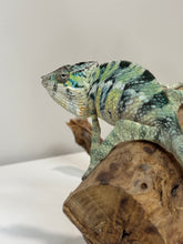 Load image into Gallery viewer, AMBILOBE Panther Chameleon: (E5)
