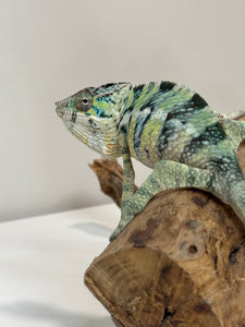 AMBILOBE Panther Chameleon: (E5)