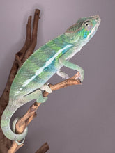 Load image into Gallery viewer, AMBILOBE Panther Chameleon: (E7)
