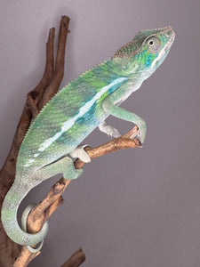 AMBILOBE Panther Chameleon: (E7)