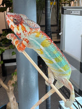 Load image into Gallery viewer, AMBILOBE Panther Chameleon: (C1)
