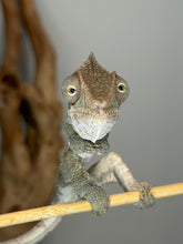 Load image into Gallery viewer, Young Male Ambilobe Panther Chameleon | Flash × Aslan Bloodlines | E29
