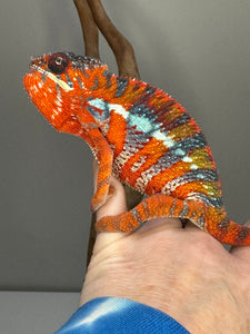 AMBILOBE Panther Chameleon: (E16)