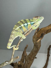 Load image into Gallery viewer, AMBILOBE Panther Chameleon: (E16)
