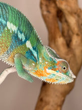 Load image into Gallery viewer, AMBILOBE Panther Chameleon: (E11)
