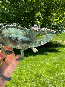 AMBANJA Panther Chameleon: (C4)