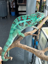 Load image into Gallery viewer, AMBANJA Panther Chameleon: (E8)
