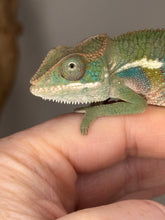 Load image into Gallery viewer, Ambilobe Panther Chameleon (E7) – Vibrant Male from Premium Bloodline
