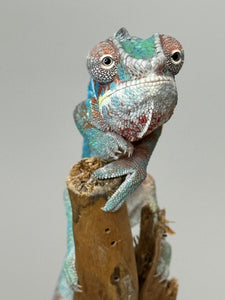 AMBILOBE Panther Chameleon male: (E33)