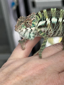 ANKILOBE Panther Chameleon: Ankify x Ambilobe (Q4)