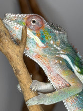 Load image into Gallery viewer, AMBILOBE Panther Chameleon: (E11)
