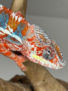 AMBILOBE Male Panther Chameleon: (J3)