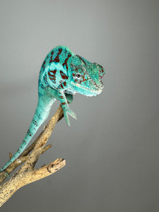 AMBANJA Panther Chameleon: (E8)